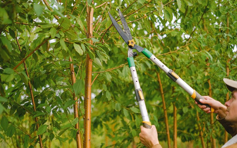 Tree trimming in Nyssa, OR